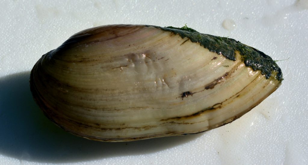 Mussels – Texas Field Ecology